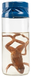  Six-Legged Frog Wet Specimen. Preserved oddity specimen in ...