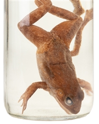  Six-Legged Frog Wet Specimen. Preserved oddity specimen in ...