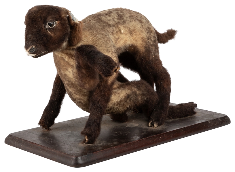  Siamese Lamb Taxidermy Mount. Baby lamb with eight legs, on...