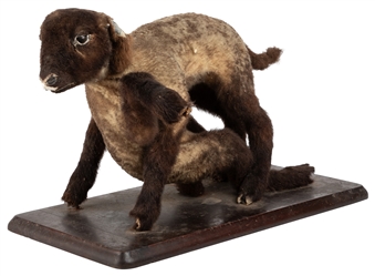  Siamese Lamb Taxidermy Mount. Baby lamb with eight legs, on...