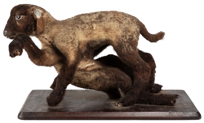  Siamese Lamb Taxidermy Mount. Baby lamb with eight legs, on...