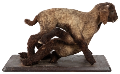  Siamese Lamb Taxidermy Mount. Baby lamb with eight legs, on...