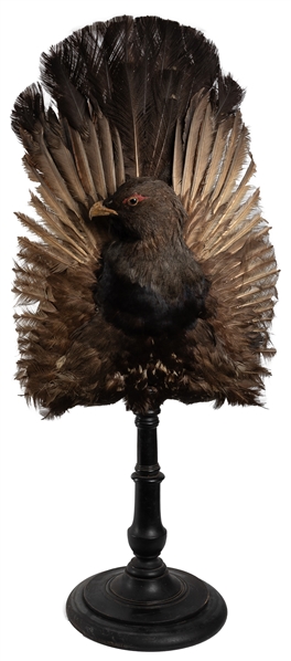  Victorian Capercaillie Taxidermy Screen on Stand. Taxidermy...