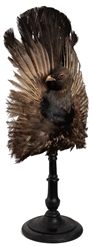  Victorian Capercaillie Taxidermy Screen on Stand. Taxidermy...