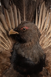  Victorian Capercaillie Taxidermy Screen on Stand. Taxidermy...