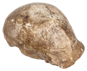  Cast of “Java Man" Skull (Pithecanthropus erectus). Painted...