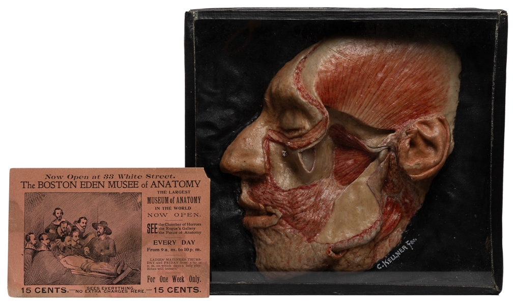  Wax Anatomical Dissection Face and Anatomy Museum trade car...