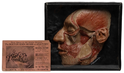  Wax Anatomical Dissection Face and Anatomy Museum trade car...