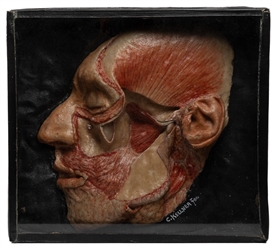  Wax Anatomical Dissection Face and Anatomy Museum trade car...