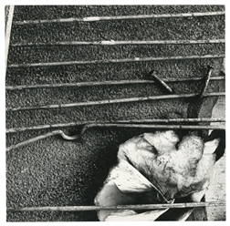  [PHOTOGRAPHY]. TURNER, Philip A. (American, 1932-2024). A L...